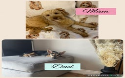 Mixed Breed dogs for sale: REDUCED - Cockapoochi Puppies - READY TO VIEW 🐶 - Image 14