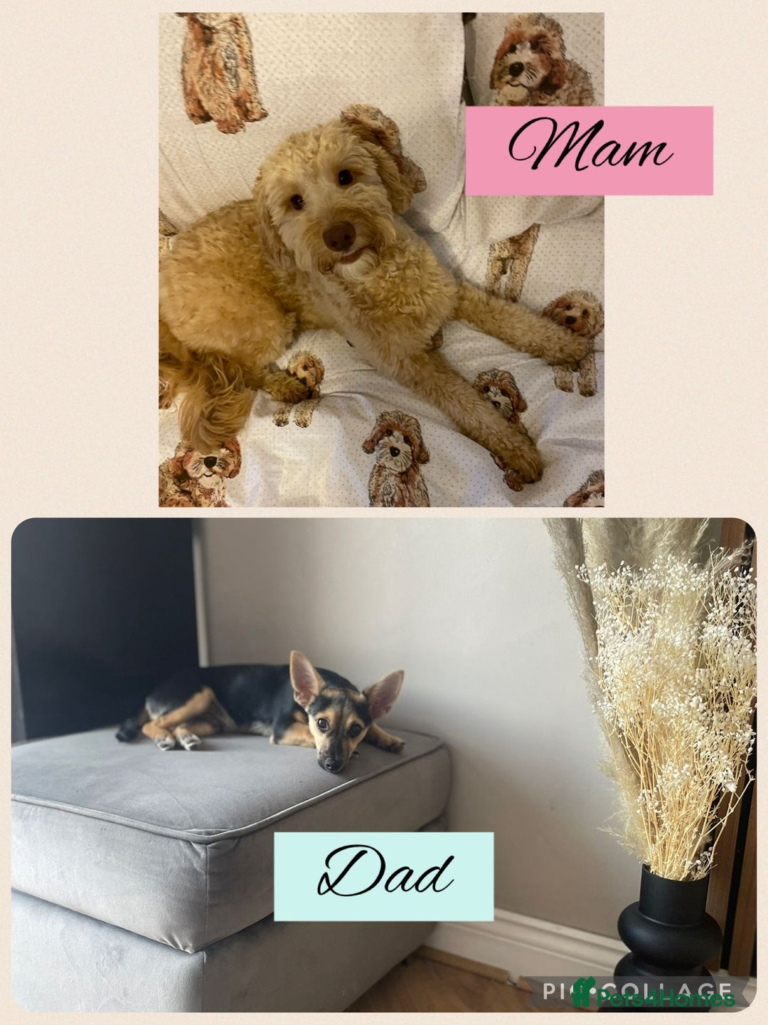 Mixed Breed dogs for sale: REDUCED - Cockapoochi Puppies - READY TO VIEW 🐶 - Image 14