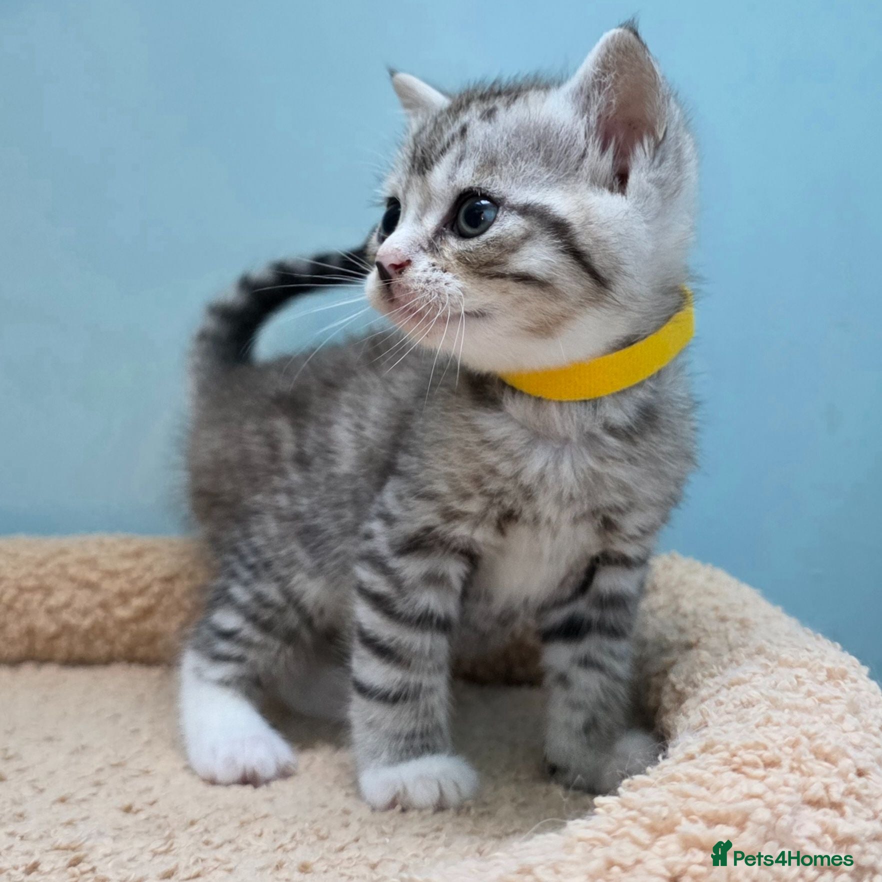 British Shorthair cats Gorgeous British Shorthair Cross kittens - Advert 2