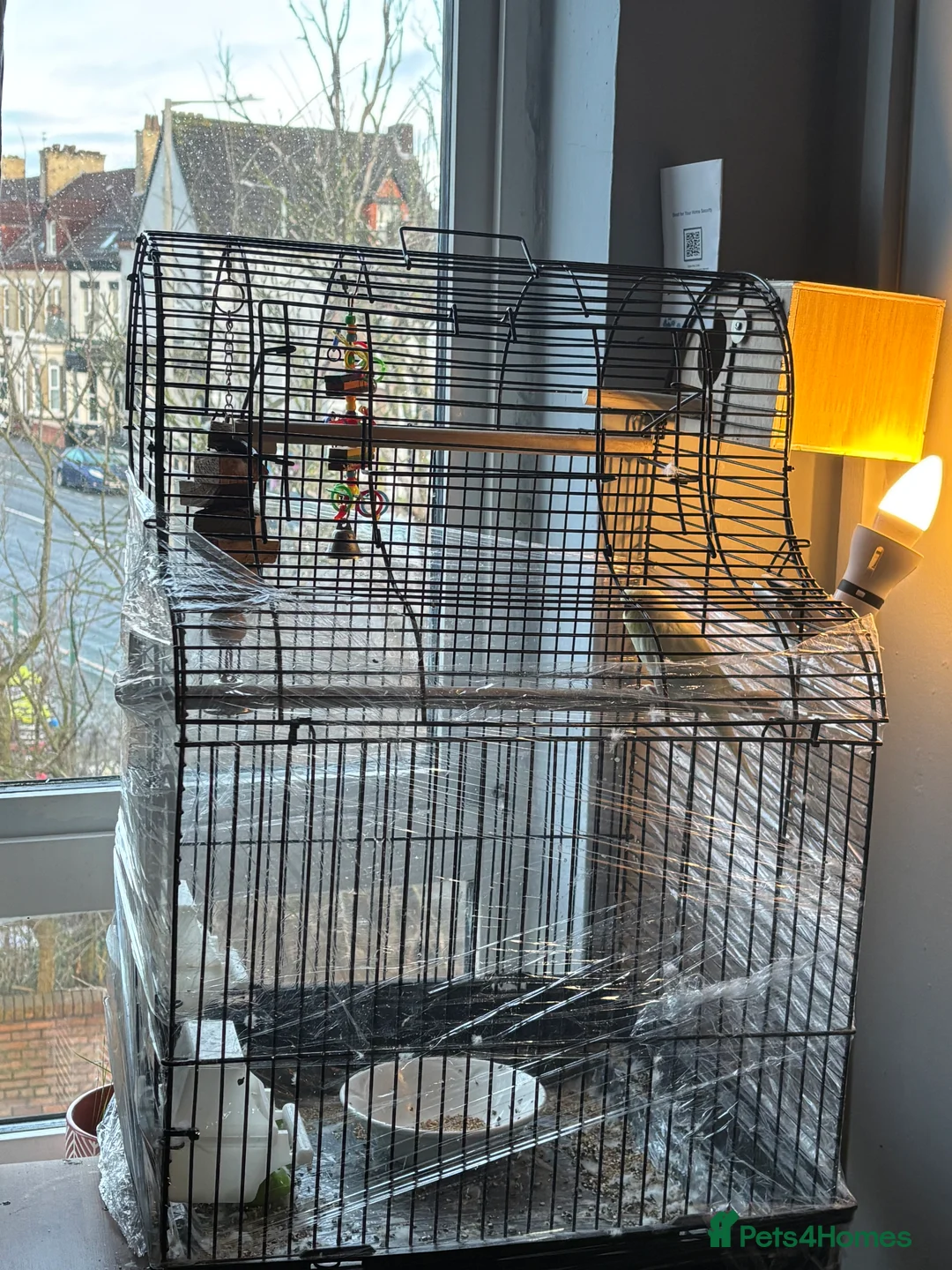 Budgerigars birds for sale: Male  - Advert 4