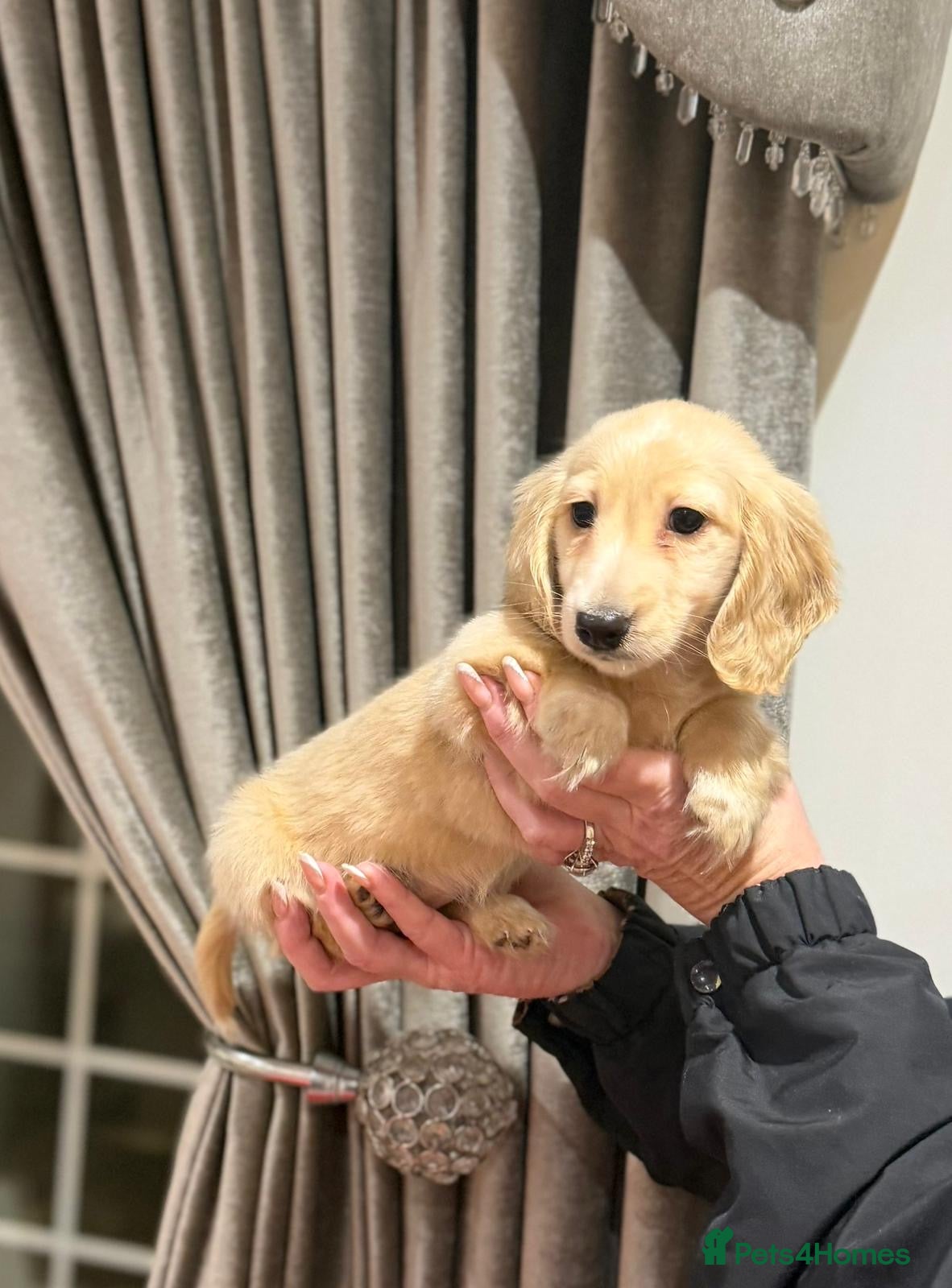 Miniature Dachshund dogs Cream miniature kc dachshund campion lines  - Advert 3