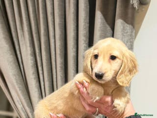 Miniature Dachshund dogs Cream miniature kc dachshund campion lines - Advert 3