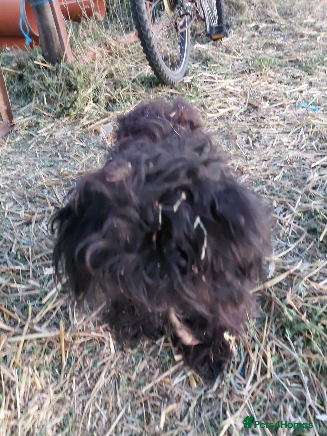 Mixed Breed dogs for adoption: 💛 BRINDY - A Sweet Little Black Velvet Girl 💛🐾 - Advert 11