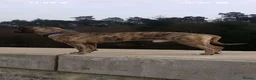 Presa Canario dogs for sale: Presa canario pups  - Advert 3