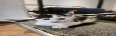 Simba