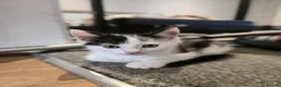 Mixed Breed cats for sale: 8 week old kittens for sale 2 boys and a girl - Advert 2