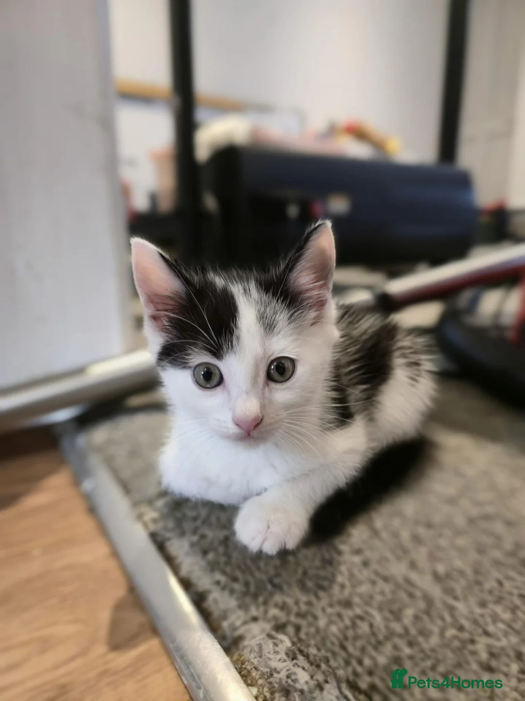 Mixed Breed cats for sale: 8 week old kittens for sale 2 boys and a girl - Advert 2