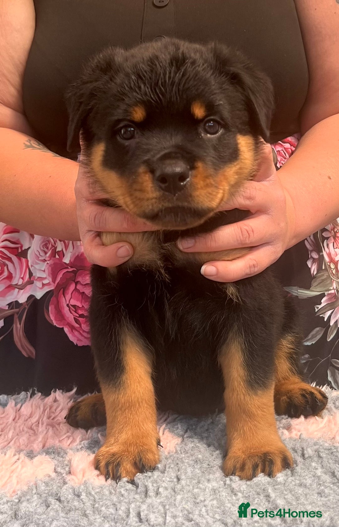 Rottweiler dogs for sale: Superb litter of dual purpose Rottweiler puppies. - Image 29