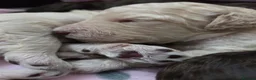 Cockapoo dogs for sale: Cockapoo puppies - Advert 12