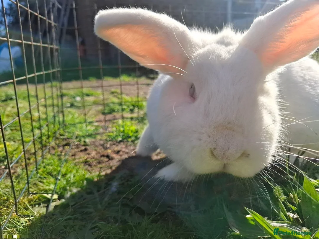 Mixed Breed rabbits for sale: Friendly dwarf-mix bunnies - Advert 13