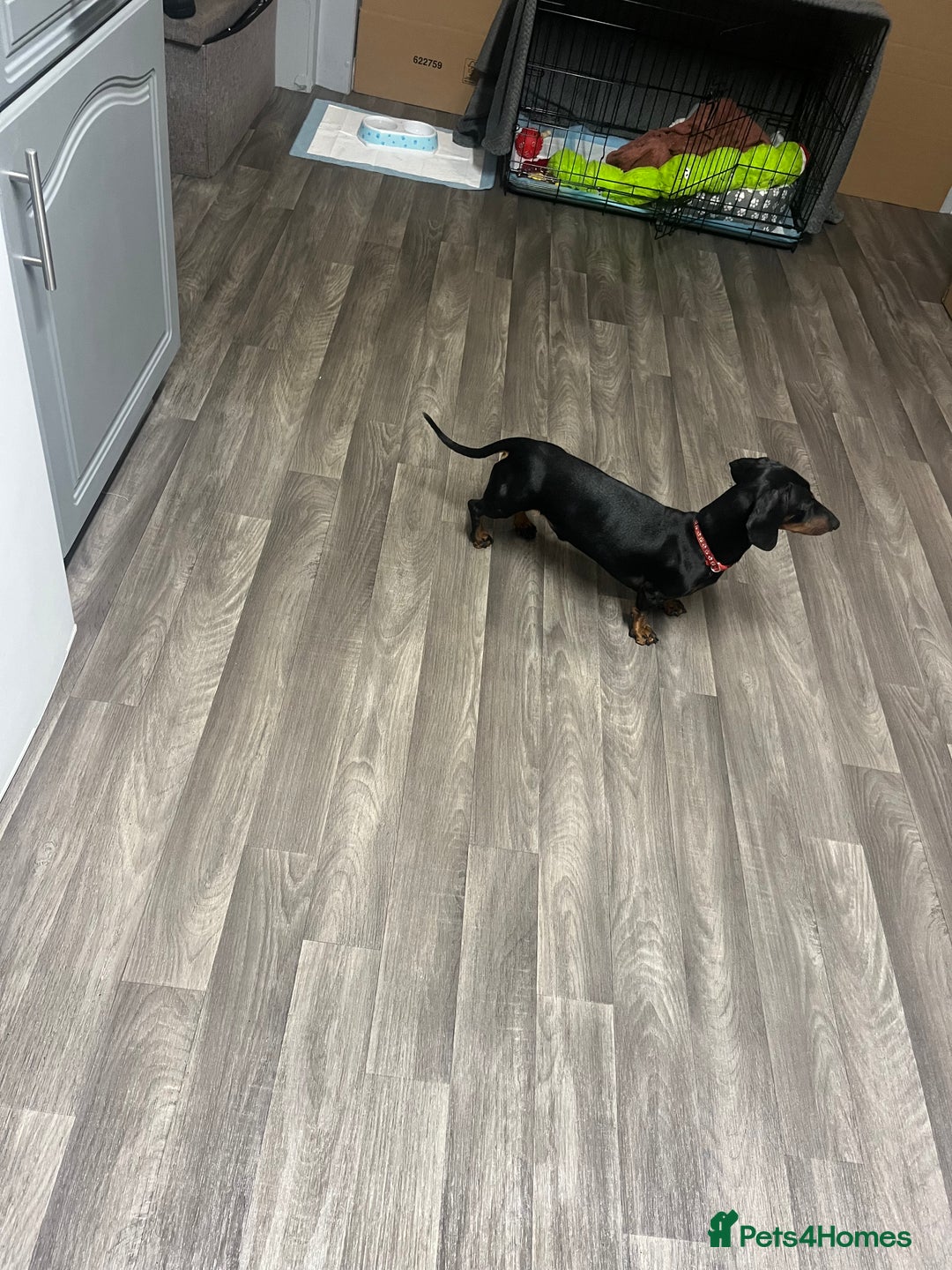 Dachshund dogs for sale: Dachund  - Advert 1