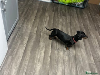 Dachshund dogs Dachund - Advert 7