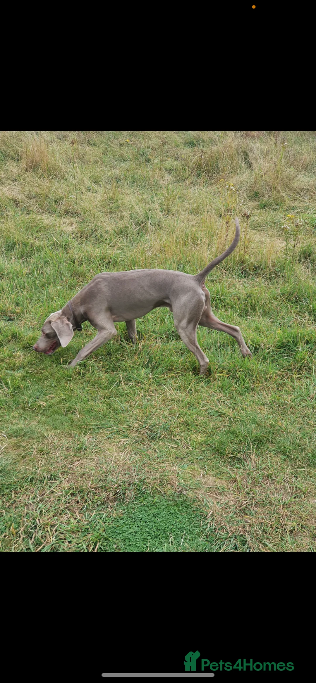 Weimaraner dogs for stud: Proven Weimaraner stud, 100% success rate in Tamworth - Advert 4