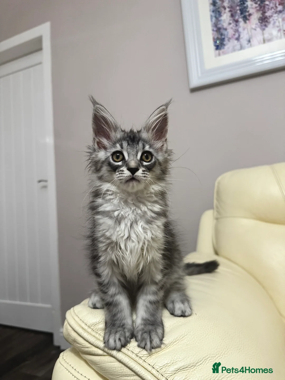 Maine Coon cats for sale: MaineCoonKitten🏆20+gen🧬Outstadning Full Pedigree - Advert 28