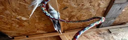 Cockatiels birds for sale: lutino and white faced Cockatiel - friendly pair - Advert 2