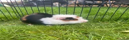 Guinea Pig rodents for sale: Hawk & Panda  - Advert 5