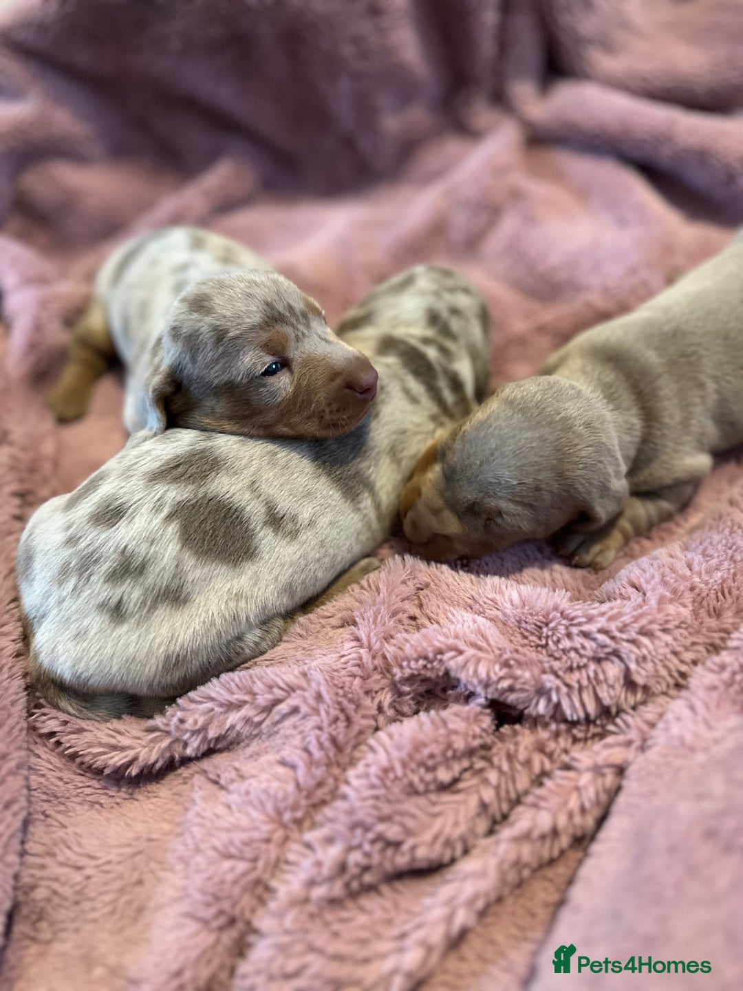 Miniature Dachshund dogs for sale: Special delivery ❤️💙 Ready to leave Feb 10th 🌹 - Advert 5