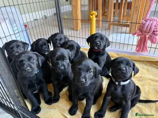 Labrador Retriever dogs KC registered Black Labrador puppies - Advert 1