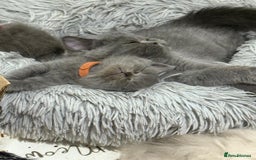 Himalayan cats for sale: 3 kittens Himalayan x Scottish fold Ready now - Image 18