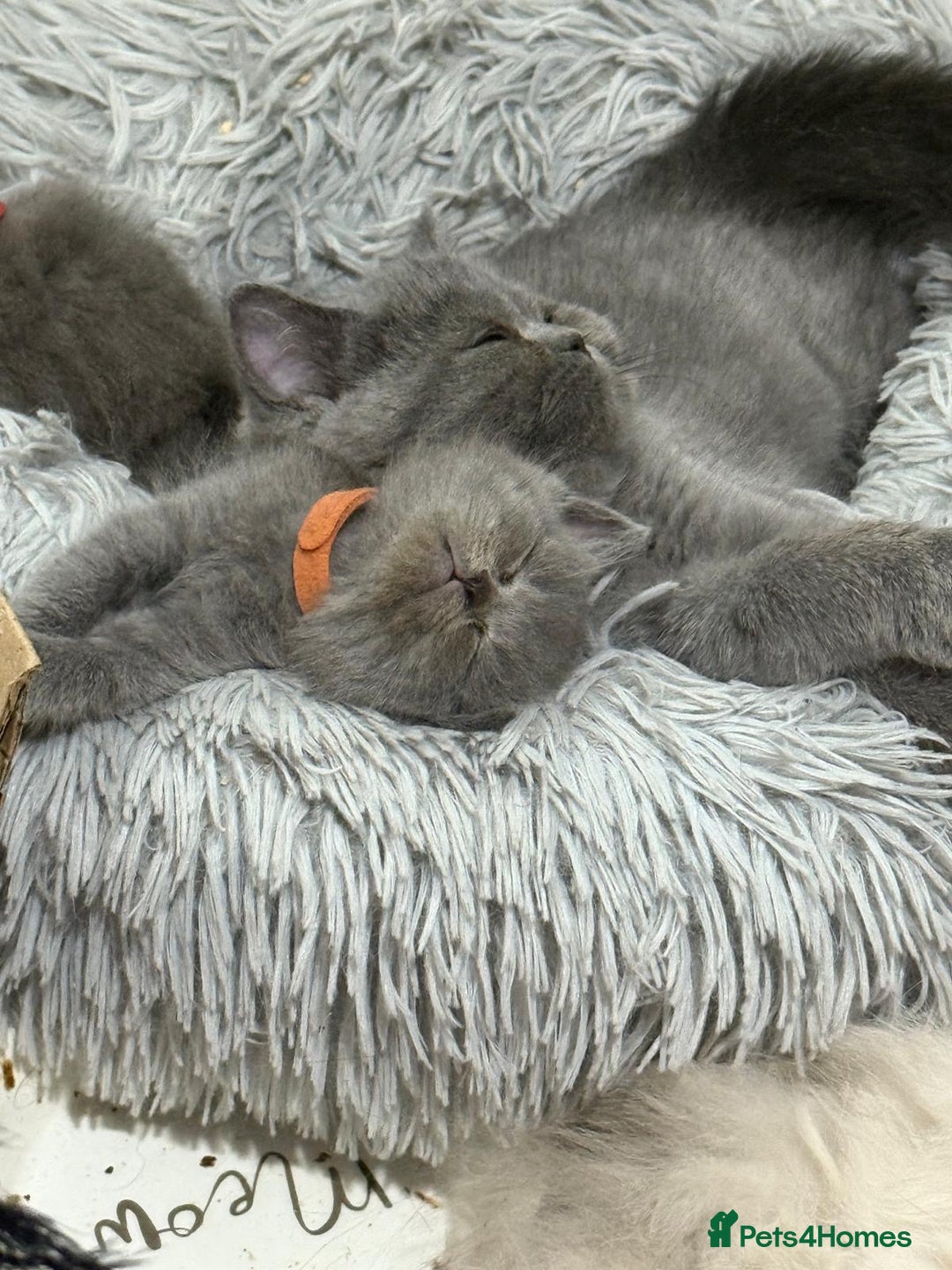 Himalayan cats for sale: 3 kittens Himalayan x Scottish fold Ready now - Image 18