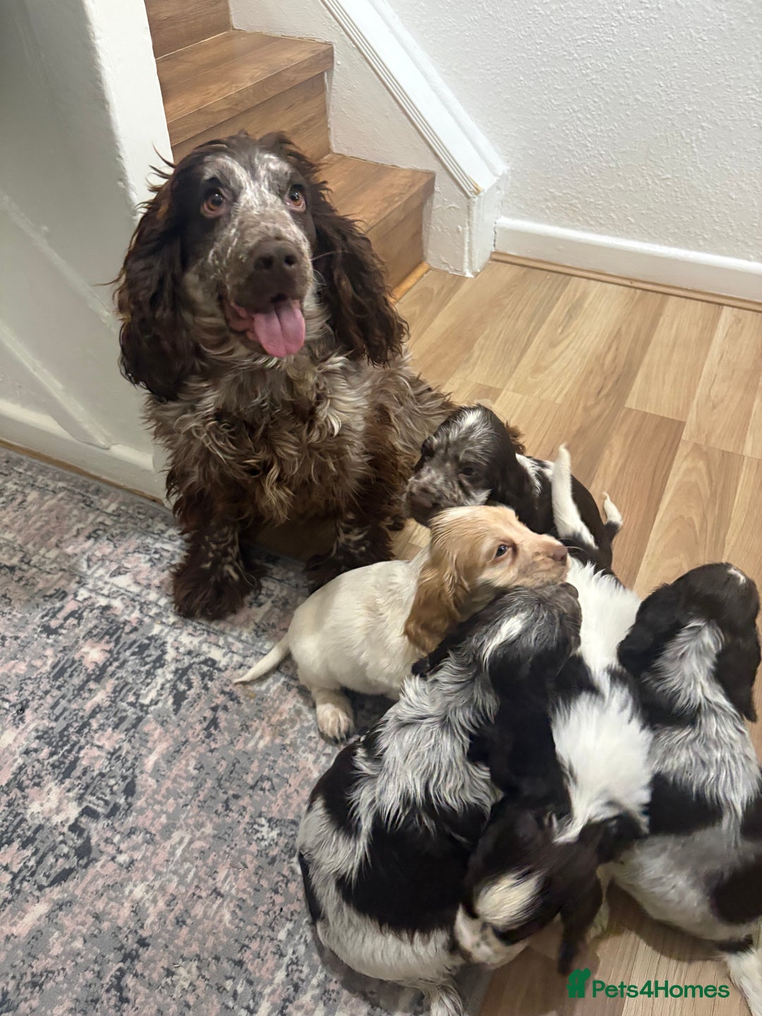 Cocker Spaniel dogs for sale: Beautiful Show-Type Cocker Spaniel puppies - Advert 1
