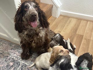 Cocker Spaniel dogs Beautiful Show-Type Cocker Spaniel puppies - Advert 3