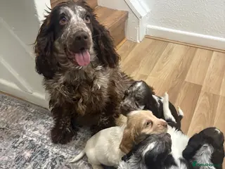 Cocker Spaniel dogs Beautiful Show-Type Cocker Spaniel puppies - Advert 2