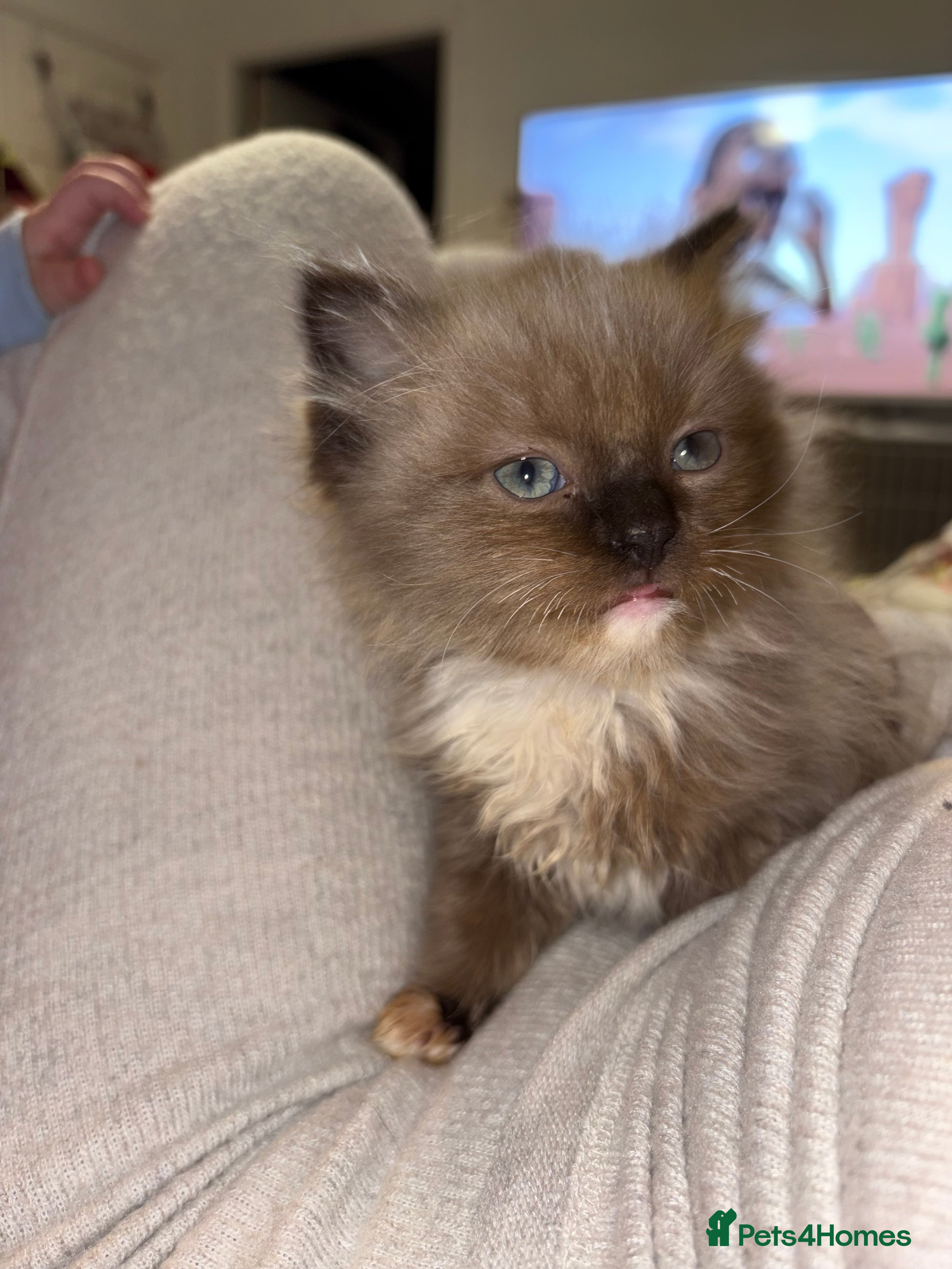 Ragdoll cats Ragdoll girl - Advert 1