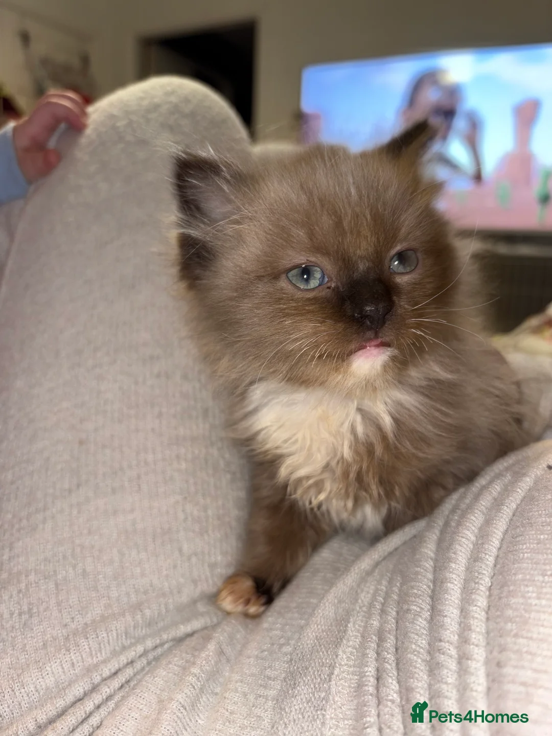 Ragdoll cats for sale: Ragdoll girl - Advert 1