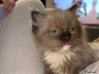 Ragdoll cats Ragdoll girl - Advert 1