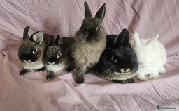 Netherland Dwarf rabbits for sale: Netherland dwarf rabbits bred from show stock  - Image 1