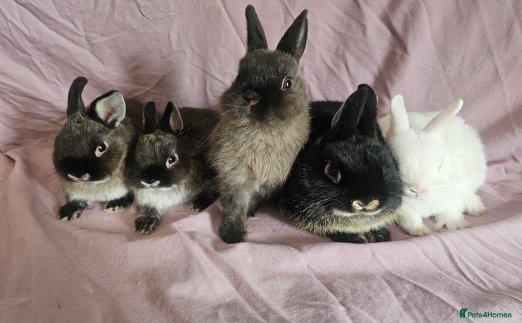 Netherland Dwarf rabbits - Advert 2