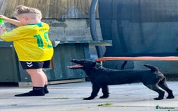 Patterdale Terrier dogs for sale: Patterdale terrier rehoming - Image 3