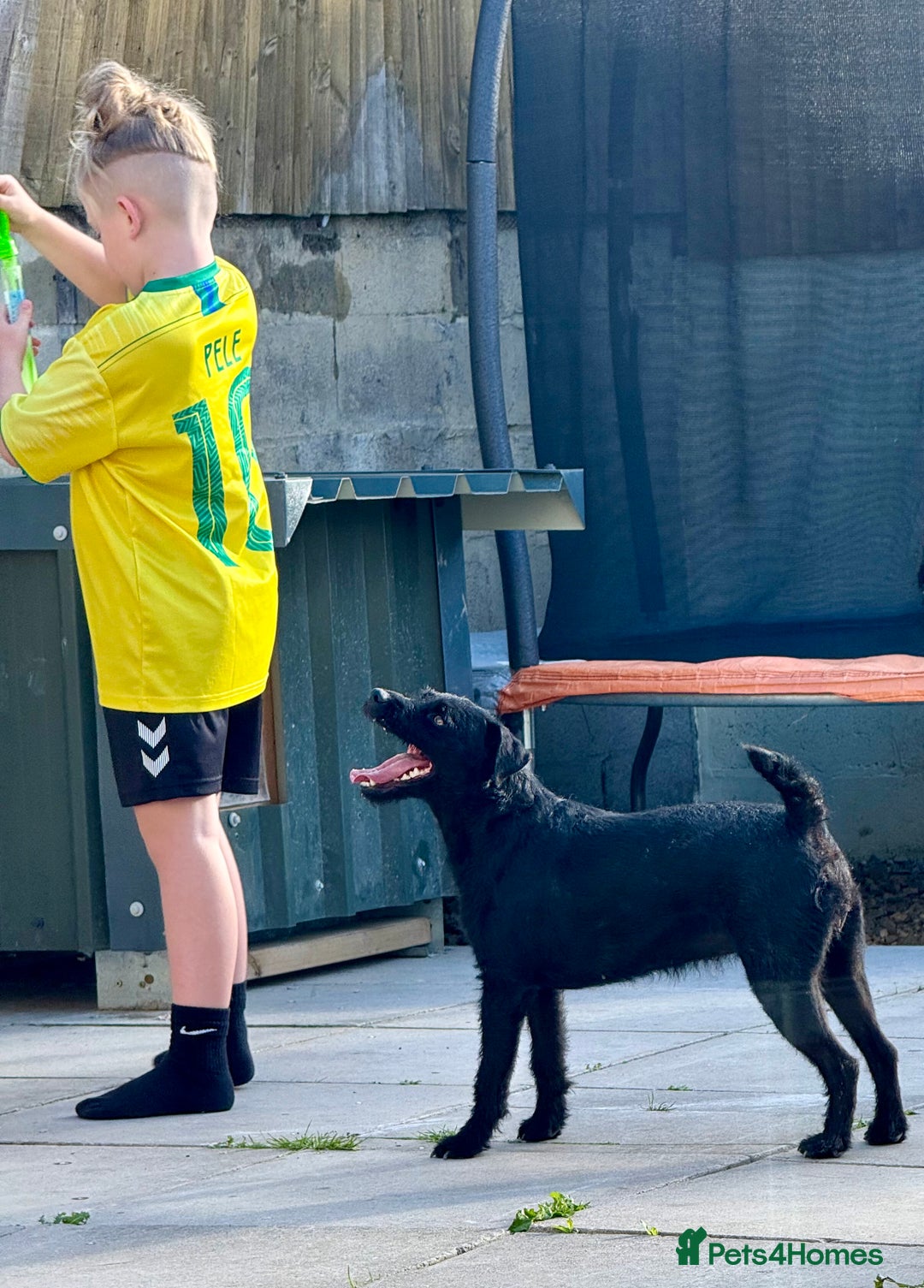 Patterdale Terrier dogs for sale: Patterdale terrier rehoming - Image 3