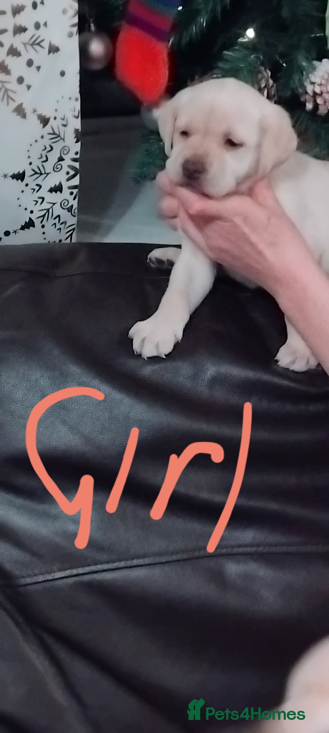 Labrador Retriever dogs for sale: Lovely Labrador puppies  - Advert 4