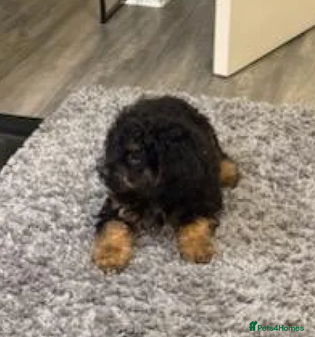 Bernedoodle dogs for sale: Premium Bernedoodle Puppies - Advert 4