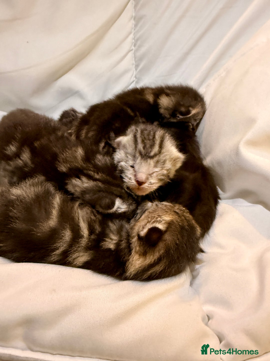 Maine Coon cats for sale: Gorgeous Fluffy Maine Coon Kittens  - Advert 22