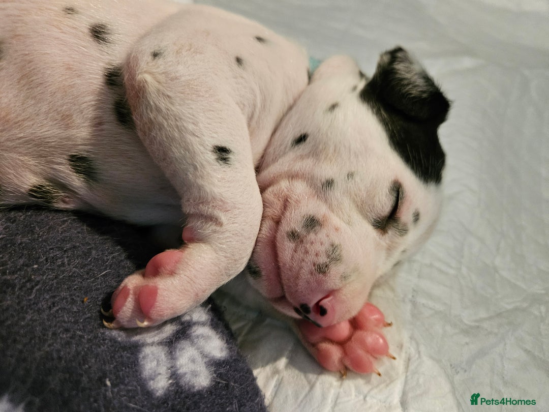 Dalmatian dogs for sale: beautiful dalmatian puppies - Advert 19