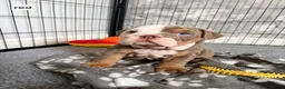 English Bulldog dogs for sale: 4 beautiful bulldog puppies for sale in Sunderland - Advert 8