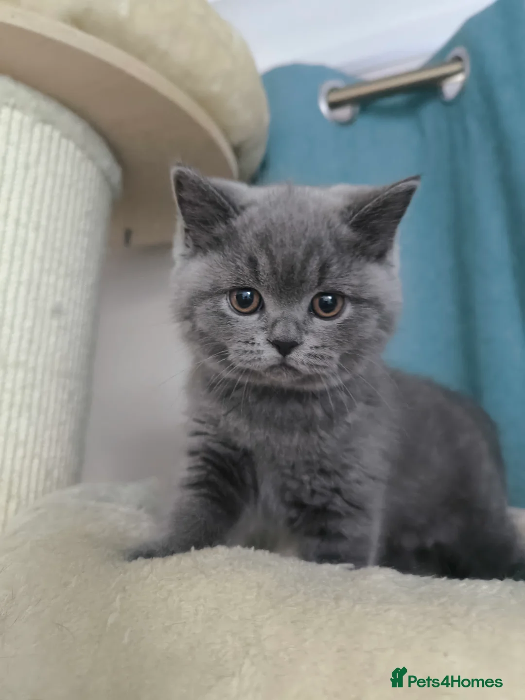 British Shorthair cats for stud:  GCCF registered STUD CHOCOLATE B blood group  in Beaconsfield - Advert 21