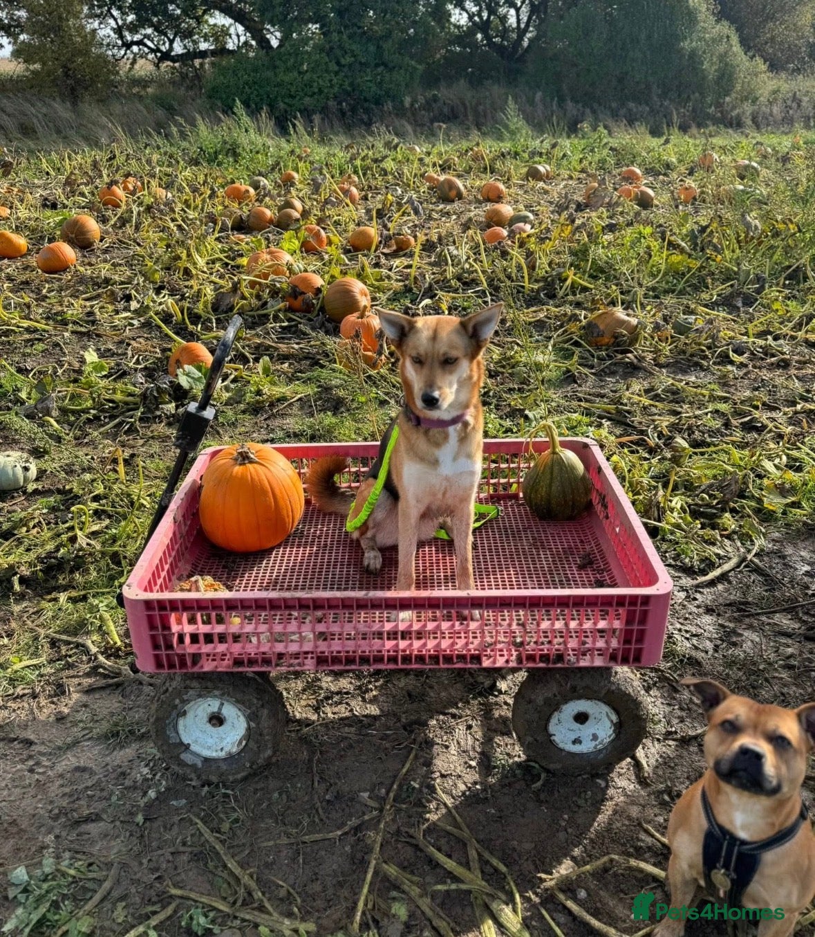 Mixed Breed dogs Rehome required - Advert 1