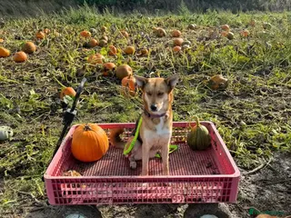 Mixed Breed dogs Rehome required - Advert 2