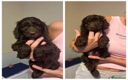 Cockapoo dogs for sale: Ready to leave Minature F1 PRA clear cockapoo pups - Image 1