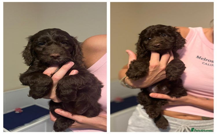 Cockapoo dogs - Advert 12