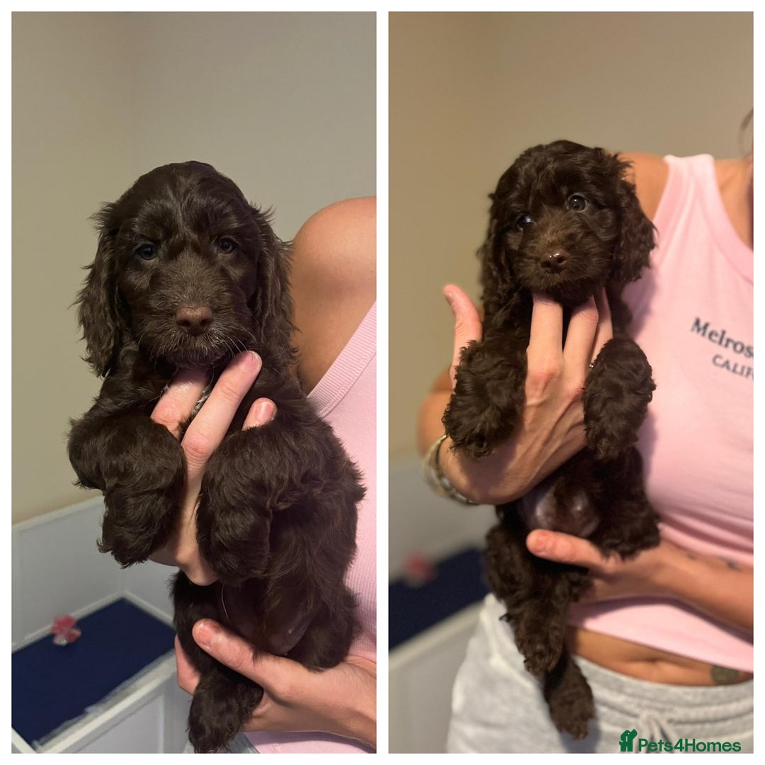 Cockapoo dogs for sale: Ready to leave Minature F1 PRA clear cockapoo pups - Image 1