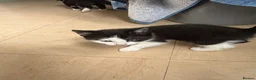 Mixed Breed cats for sale: Black kittens - Advert 3