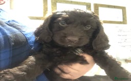 Cockapoo dogs for sale: F1 cockapoo puppies registered breeder - Image 18