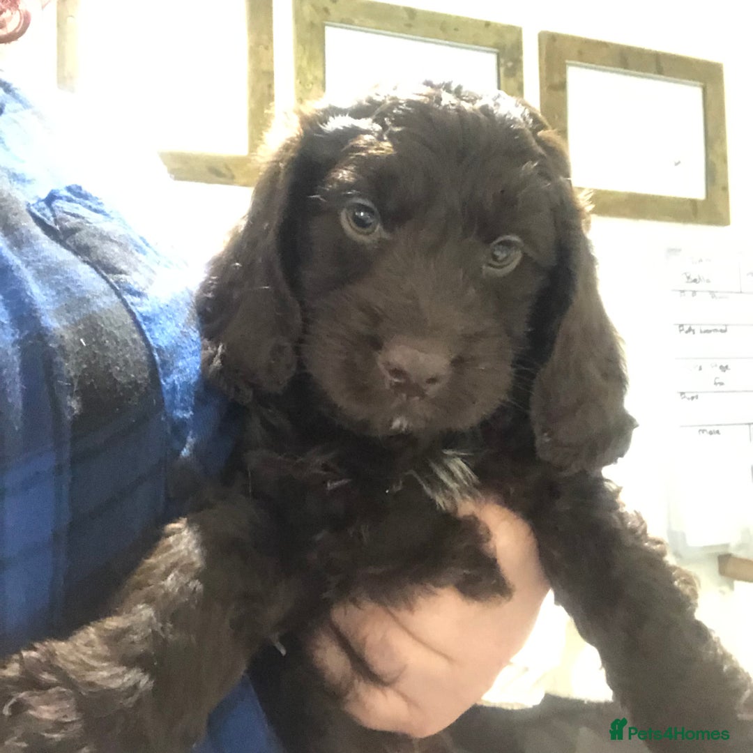 Cockapoo dogs for sale: F1 cockapoo puppies registered breeder - Image 18