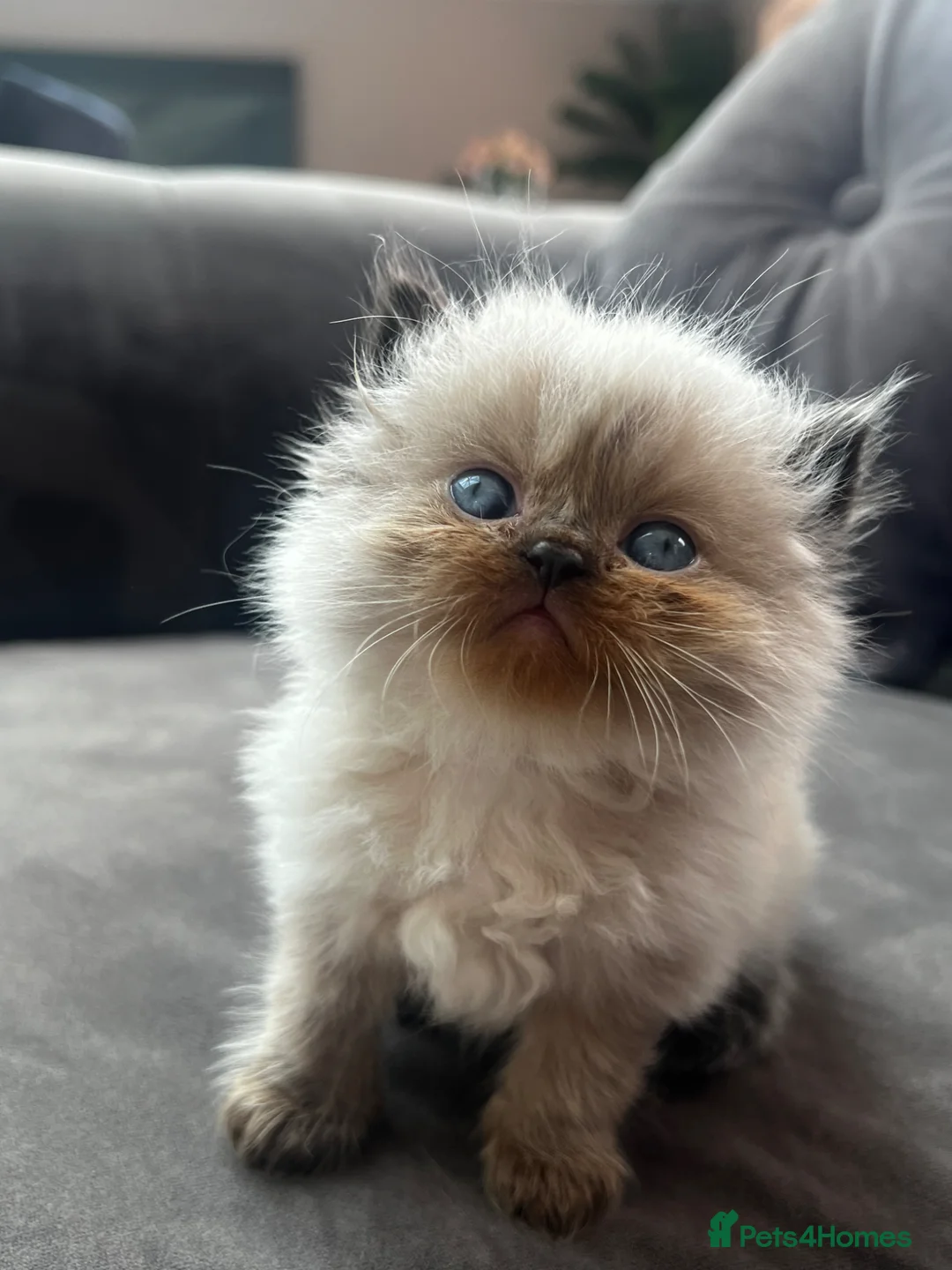 Persian cats for sale: Persian kittens for sale - Advert 6