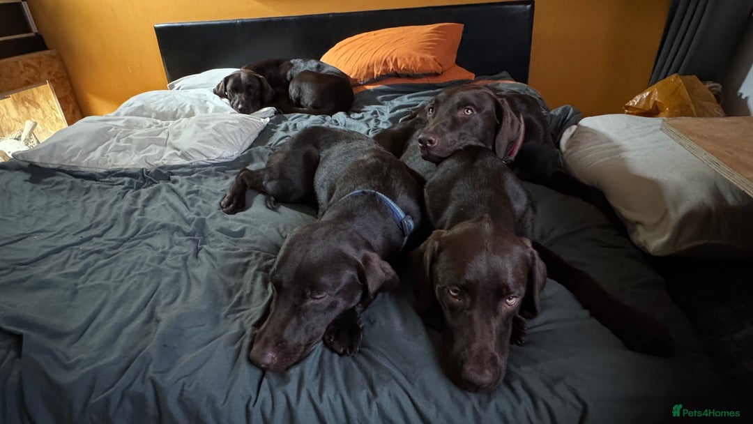 Labrador Retriever dogs for sale: Puppies due between 6-13 February  - Advert 5